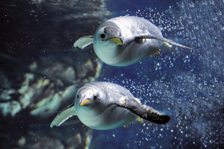Biglietti acquario di genova