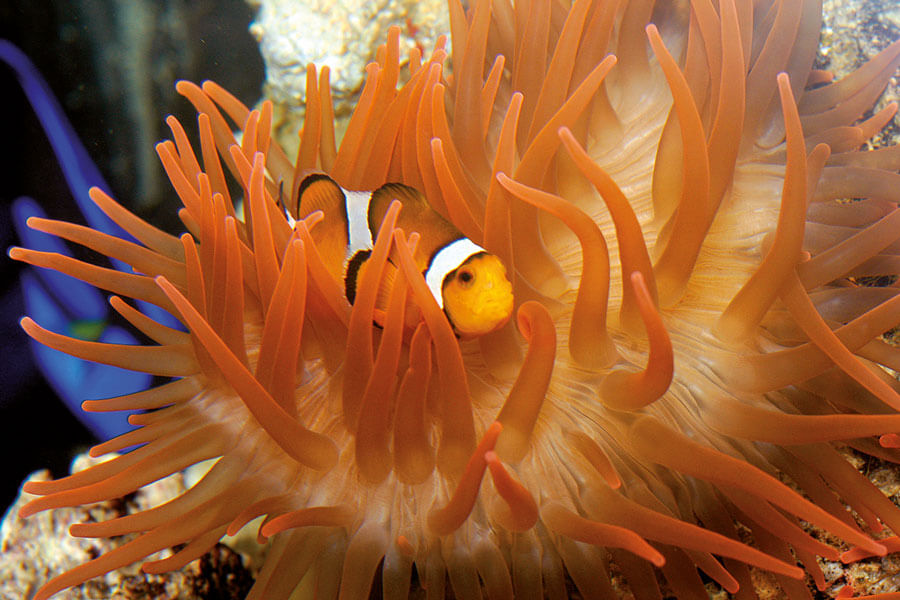 Biglietti acquario di genova