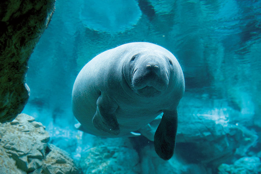Biglietti acquario di genova